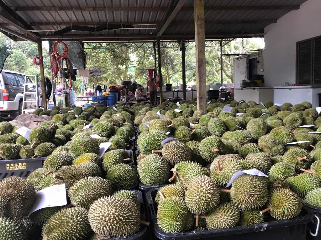 Image for DURIAN Gourmet Trip 2018